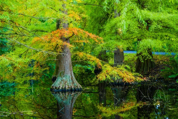 Jesienny Las Ścieżka Kolorowe Liście Charakter Sezonowy — Zdjęcie stockowe