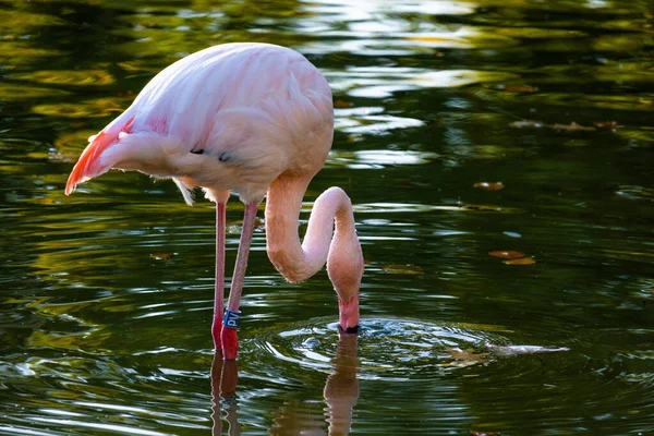 Roztomilý Růžový Flamingo Vodě Parku — Stock fotografie