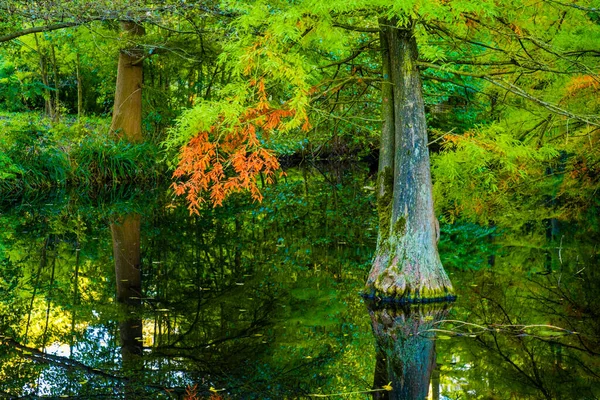 Jesienny Las Ścieżka Kolorowe Liście Charakter Sezonowy — Zdjęcie stockowe