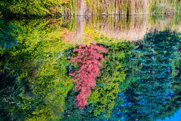Autumn Forest Path Colorful Leaves Nature Seasonal — Stock Photo, Image