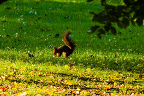 Esquilo Coletando Alimentos Grama Parque — Fotografia de Stock