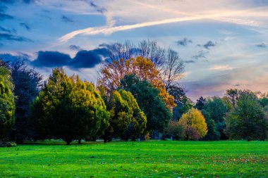 Doğada renkli yaprakları olan sonbahar ormanı