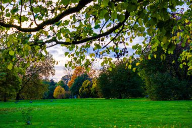 Doğada renkli yaprakları olan sonbahar ormanı