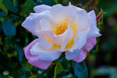 Yeşil park bahçesinde çiçek açan güller