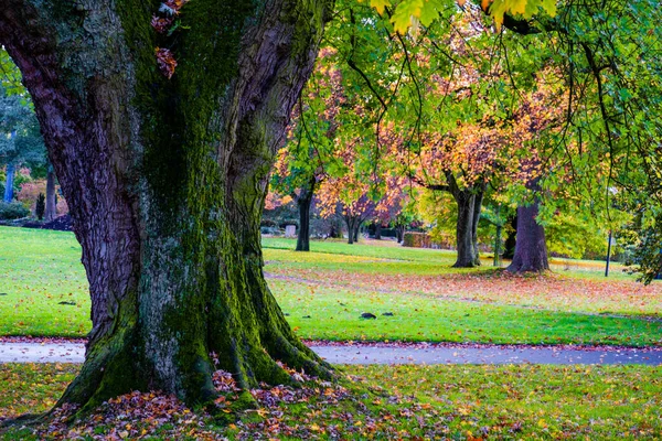 秋天的森林 有五彩斑斓的树叶 — 图库照片
