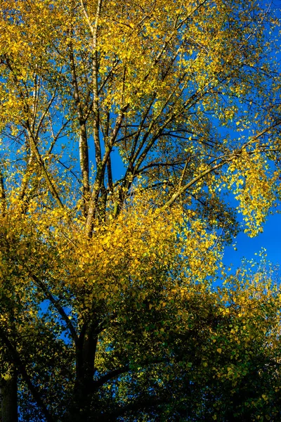 Осенний Лес Красочными Листьями Природе — стоковое фото