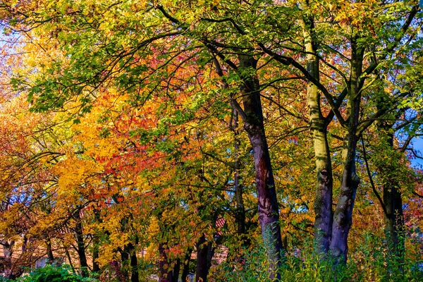 autumn forest with colorful leaves in nature