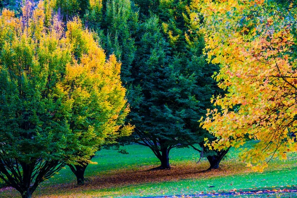Herfst Bos Met Kleurrijke Bladeren Natuur — Stockfoto