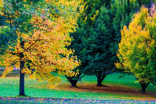 Φθινοπωρινό Δάσος Πολύχρωμα Φύλλα Στη Φύση — Φωτογραφία Αρχείου