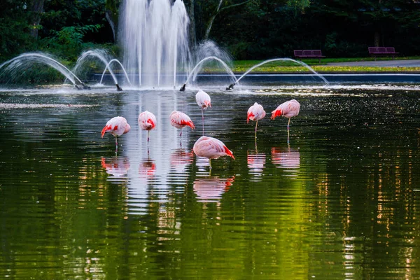 Natur Sjön Med Fontän Och Flamingos Träd Reflektioner Parken — Stockfoto