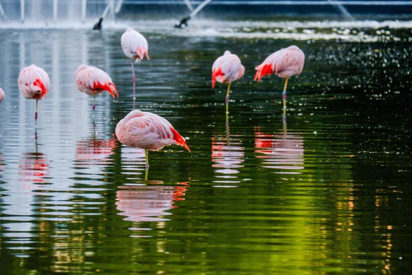 Naturkulisse See Mit Springbrunnen Und Flamingos Reflektionen Park — Stockfoto