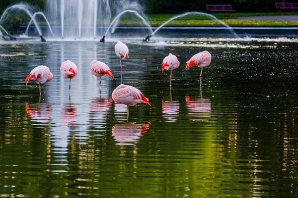 Natural Scenery Lake Fountain Flamingos Trees Reflections Park — Stock Photo, Image