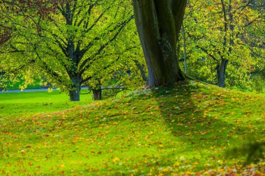 Doğada renkli yaprakları olan sonbahar ormanı