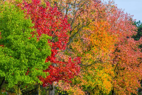 Floresta Outono Com Folhas Coloridas Natureza — Fotografia de Stock