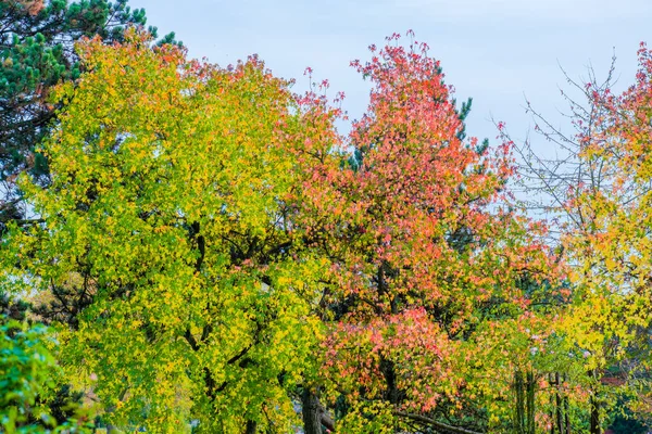 형형색색의 나뭇잎으로 뒤덮인 — 스톡 사진