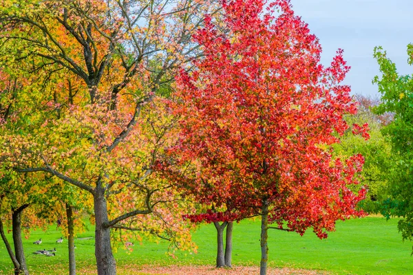 Doğada Renkli Yaprakları Olan Sonbahar Ormanı — Stok fotoğraf