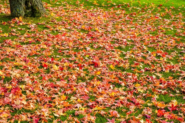 Autumn Forest Colorful Leaves Nature — Stock Photo, Image