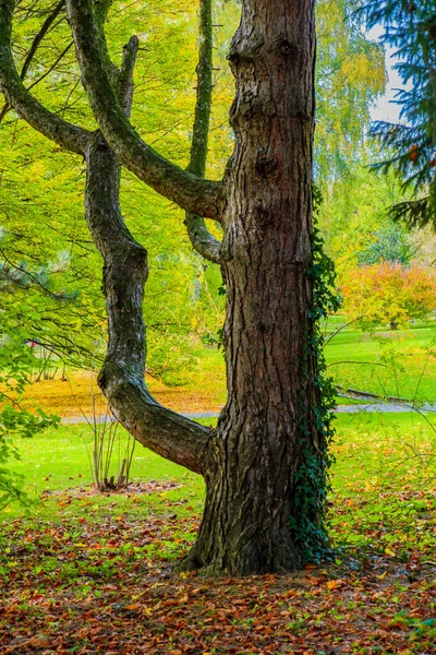 Jesienny Las Kolorowymi Liśćmi Przyrodzie — Zdjęcie stockowe