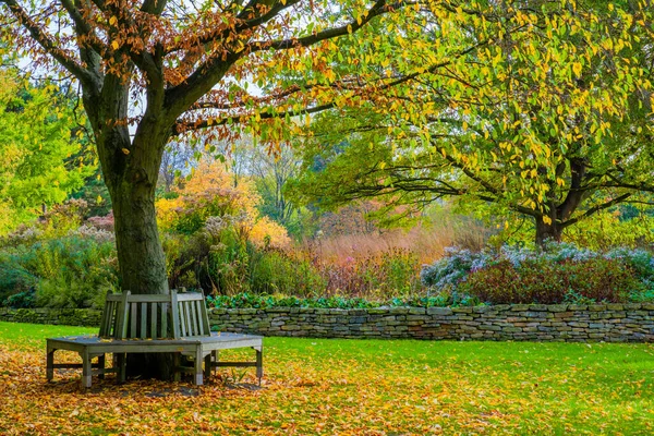 stock image autumn forest with colorful leaves in nature