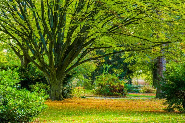 Herfst Bos Met Kleurrijke Bladeren Natuur — Stockfoto
