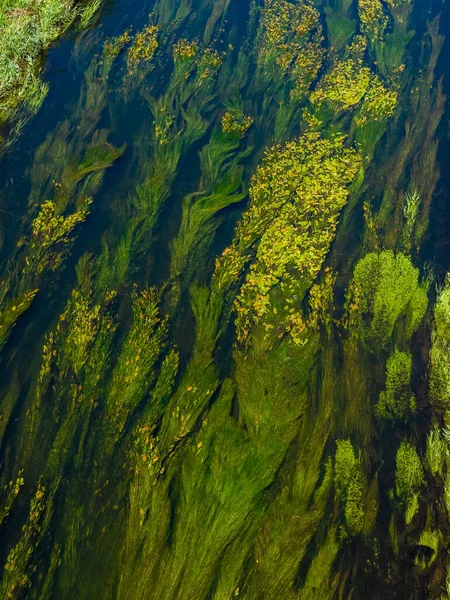 Algas Río Aguas Cristalinas Fondo — Foto de Stock