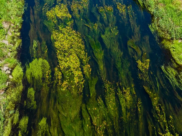 Algas Fluviais Água Corrente Clara Fundo — Fotografia de Stock