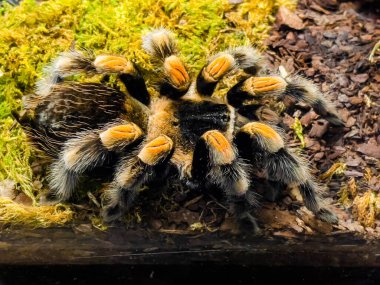 Brachypelma auratum (ayrıca Meksika alev dizleri olarak da bilinir) bir tarantula türüdür.