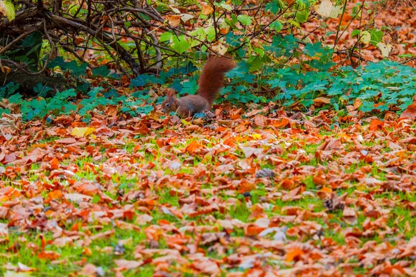 可爱的红松鼠在公园里玩耍 — 图库照片
