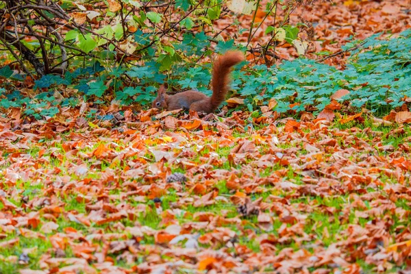 可爱的红松鼠在公园里玩耍 — 图库照片