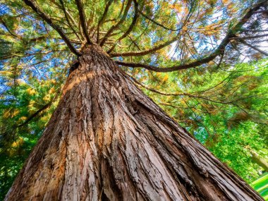 Doğada renkli yaprakları olan sonbahar ormanı