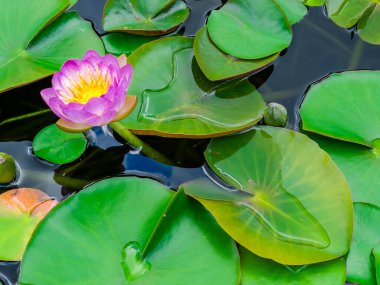 Nilüfer çiçeği, yeşil yapraklı nilüfer.