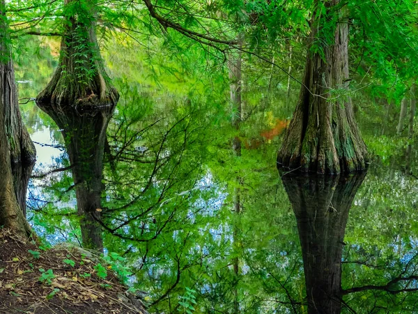 Осінній Ліс Барвистим Листям Природі — стокове фото