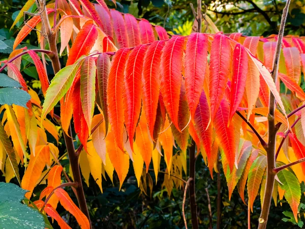 형형색색의 나뭇잎으로 뒤덮인 — 스톡 사진