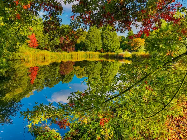 Jesienny Las Kolorowymi Liśćmi Przyrodzie — Zdjęcie stockowe