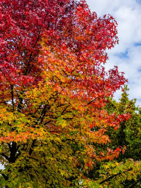 Floresta Outono Com Folhas Coloridas Natureza — Fotografia de Stock