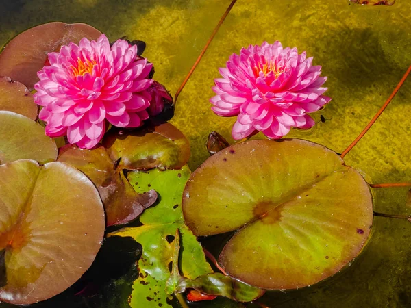 Цветок Водяной Лилии Лотос Зелеными Листьями Пруду Местном Парке — стоковое фото