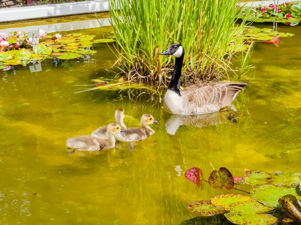 Baby Wild Goose Swimming Small Pond Park — Stock Photo, Image