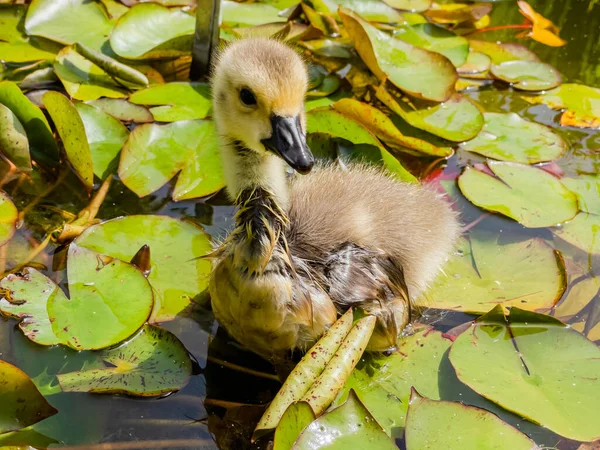 Baby Wild Goose Swimming Small Pond Park — Stock Photo, Image