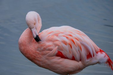 Afrikalı flamingo güzel bir yansımayla suyun içinde yürüyor.
