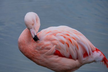 Afrikalı flamingo güzel bir yansımayla suyun içinde yürüyor.