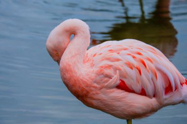 Afrikalı flamingo güzel bir yansımayla suyun içinde yürüyor.