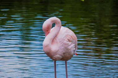 Afrikalı flamingo güzel bir yansımayla suyun içinde yürüyor.