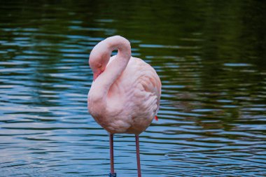 Afrikalı flamingo güzel bir yansımayla suyun içinde yürüyor.