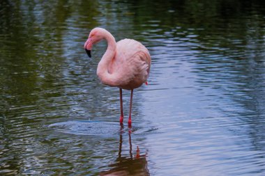 Afrikalı flamingo güzel bir yansımayla suyun içinde yürüyor.