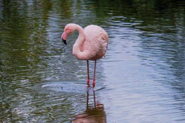 Afrikalı flamingo güzel bir yansımayla suyun içinde yürüyor.