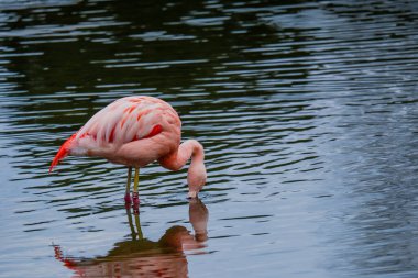 Afrikalı flamingo güzel bir yansımayla suyun içinde yürüyor.