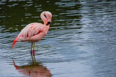 Afrikalı flamingo güzel bir yansımayla suyun içinde yürüyor.