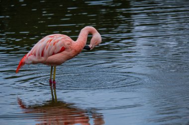 Afrikalı flamingo güzel bir yansımayla suyun içinde yürüyor.
