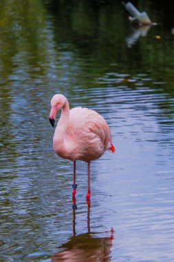 Afrikalı flamingo güzel bir yansımayla suyun içinde yürüyor.