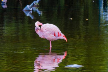 Afrikalı flamingo güzel bir yansımayla suyun içinde yürüyor.